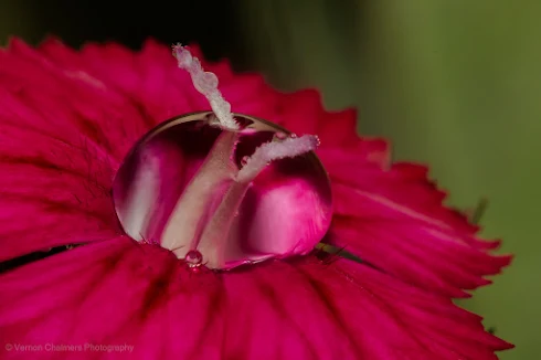 How To Do Macro and Close-Up Photgraphy