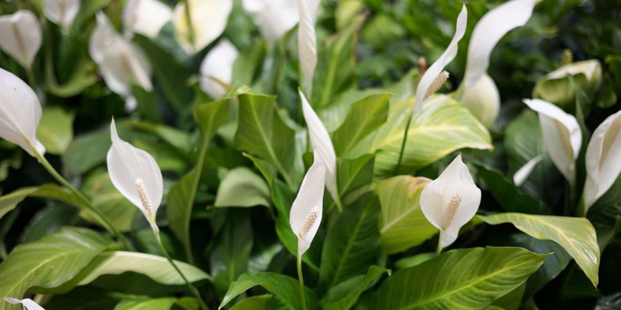 Peace Lily (Spathiphyllum) Plant