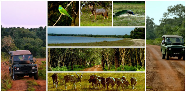 Wilpattu National Park, Sri Lanka