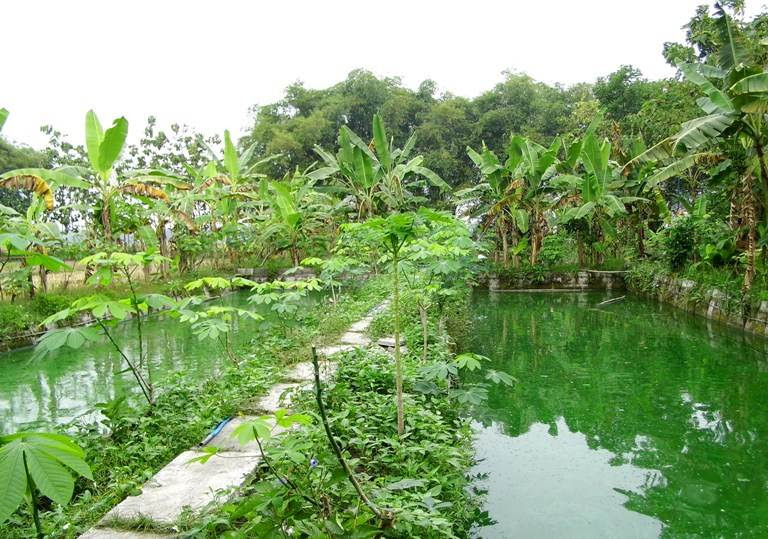Budidaya ikan gurame gurami di Ngawi