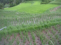 手前の４枚の田んぼの田植えを完了