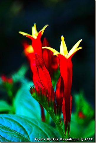 DSC_0848edited
