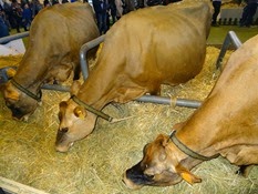 2015.02.26-061 vache jersiaise