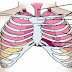 What is Apothorax?