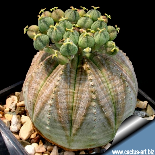 Chilliwack Bruins Mascot. amorphophallus titanum corpse