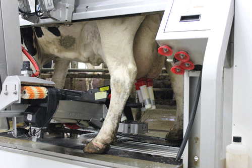 VIdeo of the day new generation of milking robots {Video}