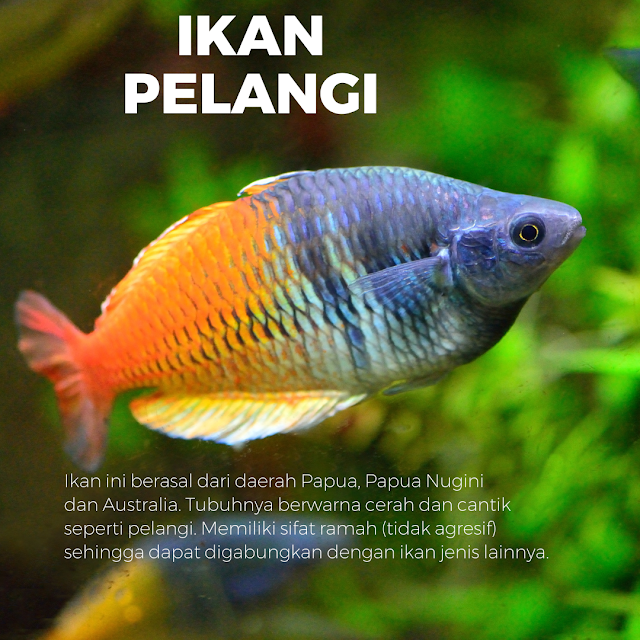 Ikan Pelangi Boesemani, Ikan Pelangi Mungil, Ikan Ambasis Pelangi, Ikan Warna Pelangi, Harga Ikan Pelangi, Ikan Pelangi Merah, Ikan Hias Pelangi, Guppy Pelangi, Ikan Arwana Pelangi, Arwana Pelangi, Ikan Guppy Pelangi, Ikan Ambasis Pelangi Kaca, Ikan Gabus Pelangi, Ikan Pelangi Laut, Ikan Pelangi Ikan Pelangi, Pelangi Ikan, Halfmoon Pelangi,