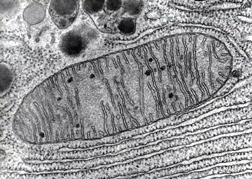 Resultado de imagen de imagenes organulos microscopio electronico