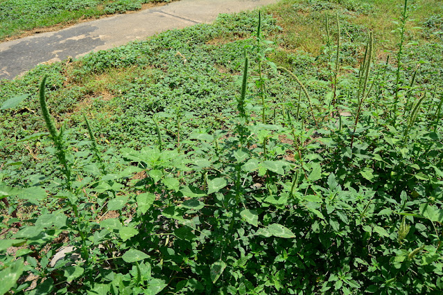 Amaranthus palmeri