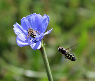 Bee inbound to an already occupied flower