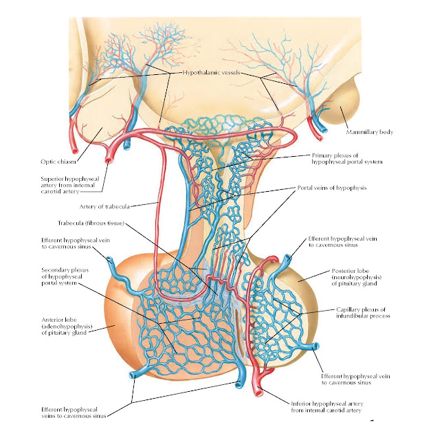 Arteries and Veins of Hypothalamus and Hypophysis Anatomy