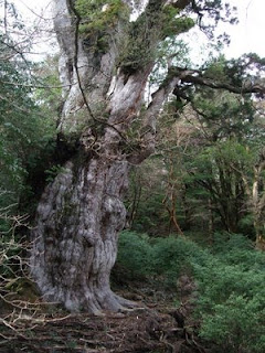 Jomon Sugi 2000-7000 Years Old