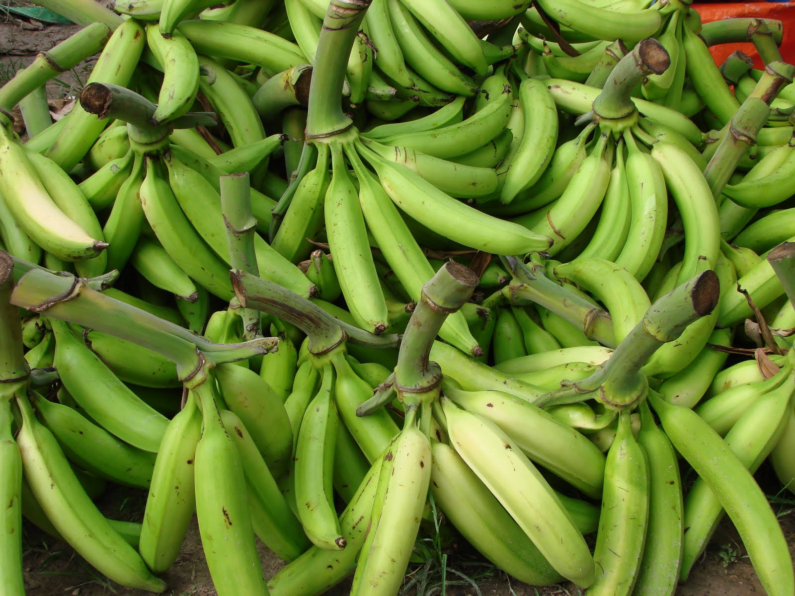 KEREPEK PISANG RANGUP: Perihal Pisang Tanduk