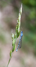 Common blue damselfly, Enallagma cyathigerum.  Male. Dry meadow, Keston, 14 May 2011. Taken with a Canon EOS 450D and a Canon EF 28-135 f/3.5-5.6 IS USM lens.