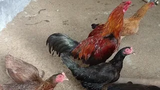 Sekumpulan induk ayam kub dewasa yang sedang berada di dalam kandang