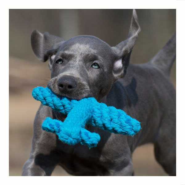 Laboni speelgoed cadeau pakket hond