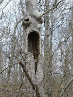 aneh, unik,lucu, penampakan, hantu, foto, video, gambar, photo, picture, strange, pohon berbentuk wajah manusia