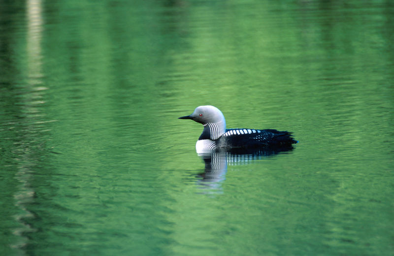 common loon cartoon. makeup 2010 common loon