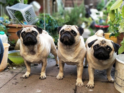 Pugs enjoy company