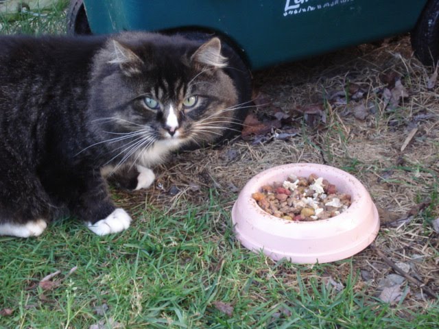 Long Hair Tabby. Missing: Long Hair Tabby Cat