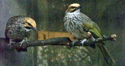 Memasterkan Burung Cucak Rowo