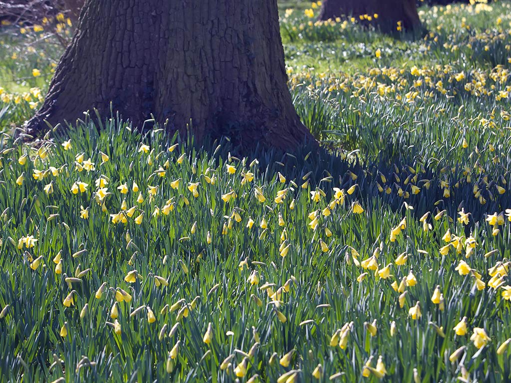 Daffodils Garden Spring Wallpaper