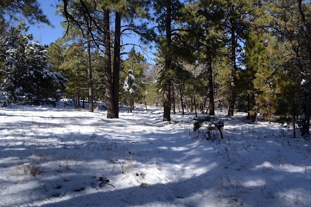 trail through the trees