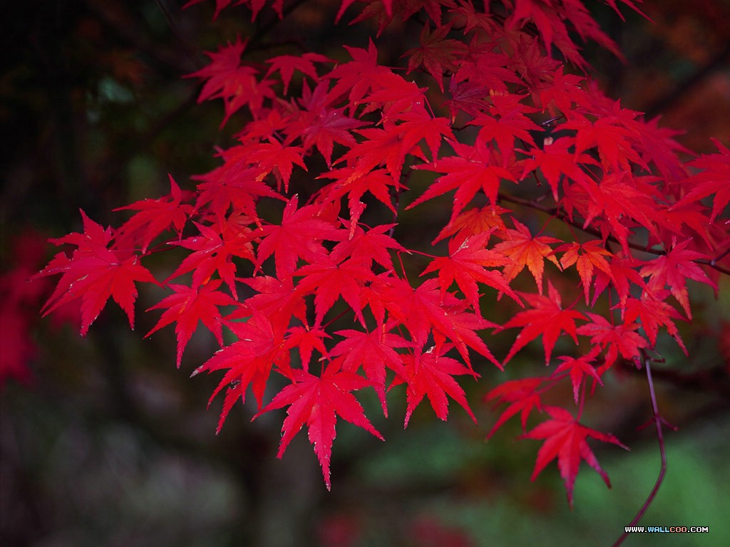 Flowers Wallpapers: Red Flowers Wallpapers