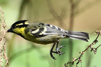 "Indian Yellow Tit - Machlolophus aplonotus , taking off."