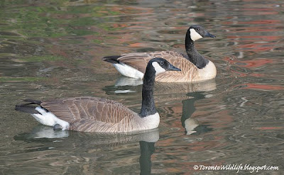 Two Canada geese swimming, Toronto photographer Robert Rafton