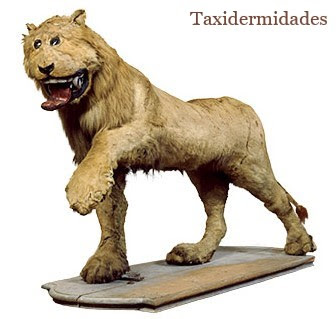 El león del rey Federico I de Suecia. | Taxidermidades