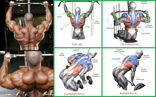 Back Exercises chart