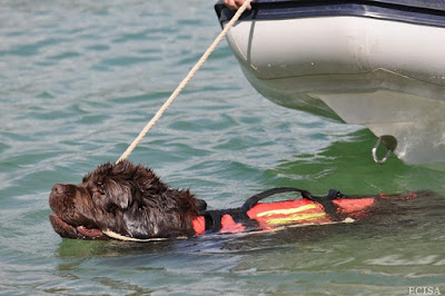 Chien  Terre-Neuve Jeagger Sauvetage Aquatique  photographe JD AMET Jura