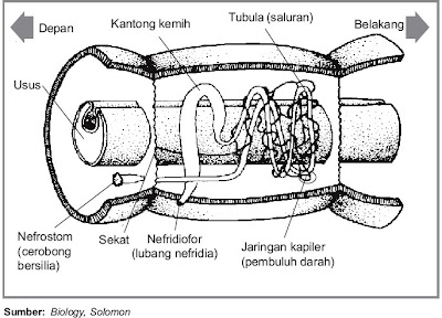  Annelida sudah mempunyai alat ekskresi khusus Pintar Pelajaran Sistem Ekskresi pada Annelida