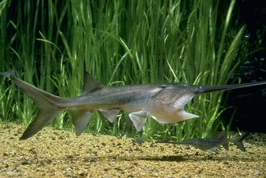 Pictures Of Chinese Paddlefish - Free Chinese Paddlefish pictures 