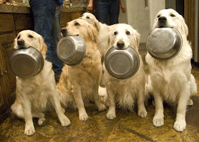 Dogs' dinner time, funny dogs, dog photos, dog pictures