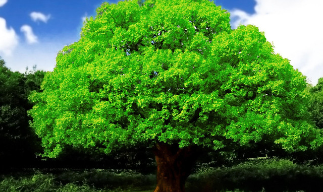 Beautiful Big Green Tree Hd Wallpapers
