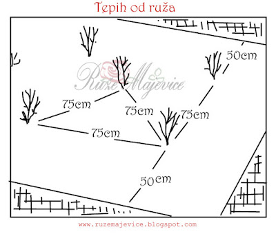 Grmolike ruže zahtjevaju minimalno 50cm, ali je bolje ostaviti razmak među njima oko 100cm ostaviti.