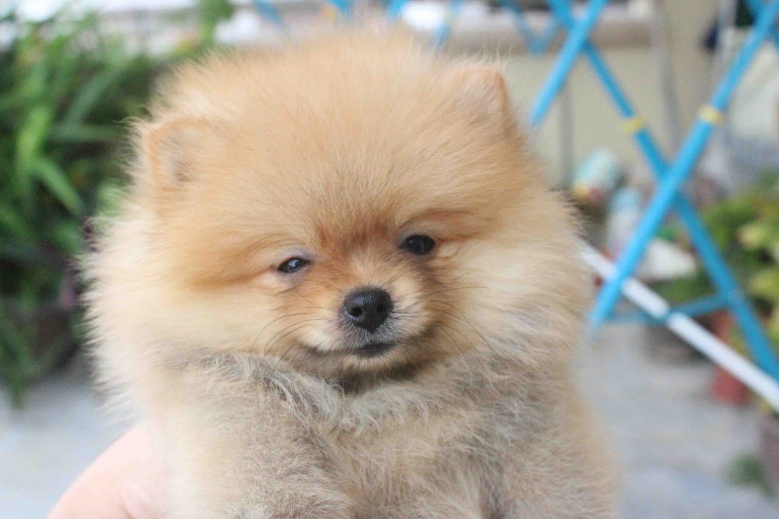 LovelyPuppy 20130625 Tiny Pomeranian Puppy With MKA Cert