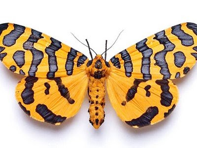 Mariposas burlam morcegos