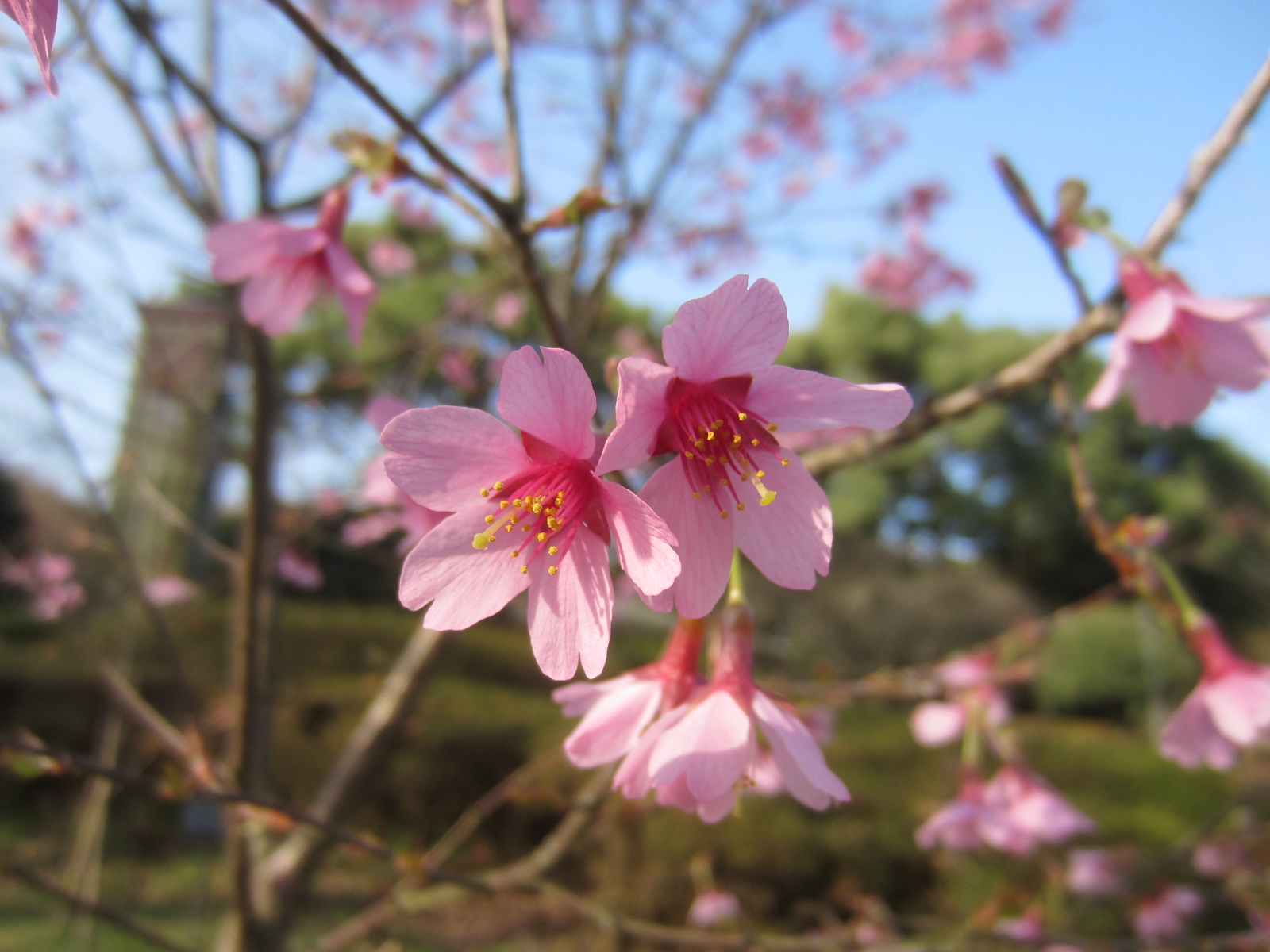 福岡市植物園ブログ 緋色の系統 早咲きの桜たち 18 3 21
