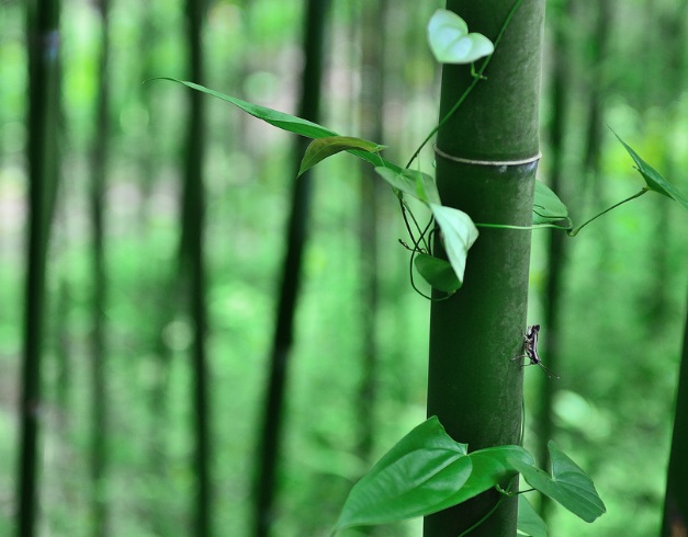 Quality Bamboo and Asian Thatch Bamboo Pole A achieved