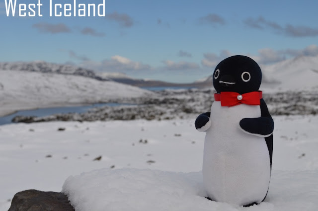 Penguin in Iceland