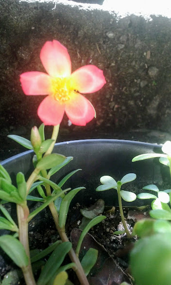 Alegria de loucos por plantas é receber mudinhas novas. E eu, louca por Onze-horas que sou, pirei ainda mais com as novas cores que chegaram.  Infelizmente, não deu tempo de fotografar as flores delas, como eram galhos sem raiz, murcharam muito rápido. 