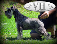 HARRY - Schnauzer