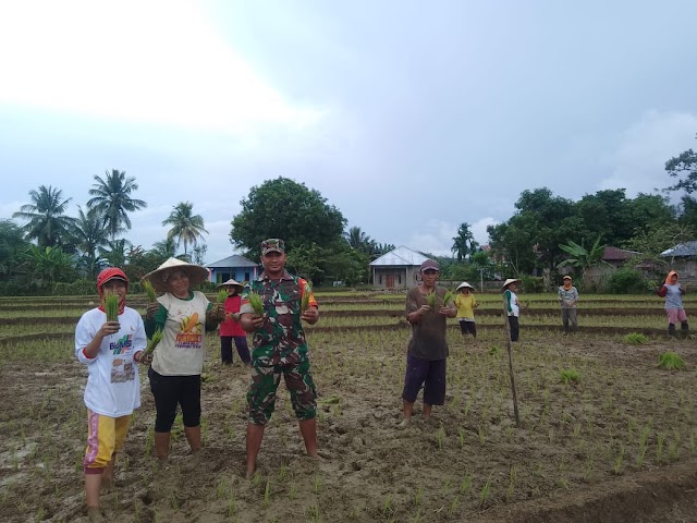 Wujudkan TNI Manunggal Babinsa Bantu Petani Tanam Padi