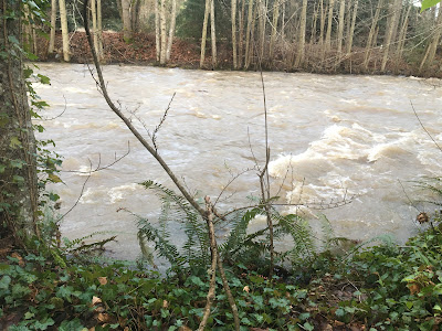 Wildly rushing creek behind our house