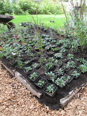 native plants winter storage - cardinal flowers in a soil compost mixture