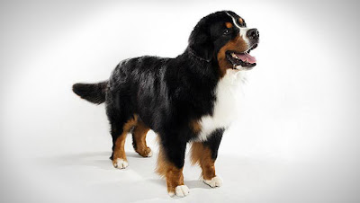 Bernese Mountain Working Dog