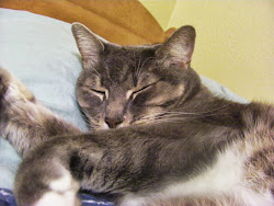 This is Cosmo